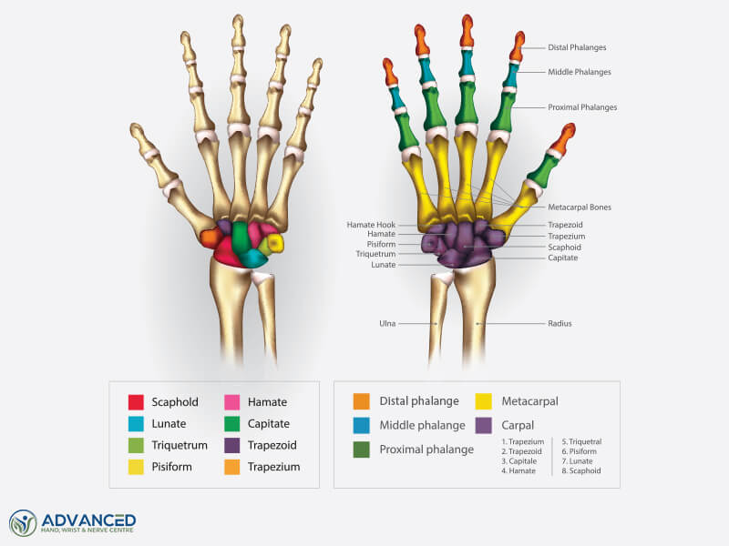 https://www.advancedhand.com.sg/wp-content/uploads/2024/12/Wrist-Bones-Anatomy.jpg?utm_source=chatgpt.com